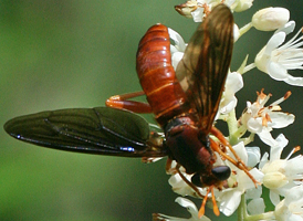 Mydas brunneus